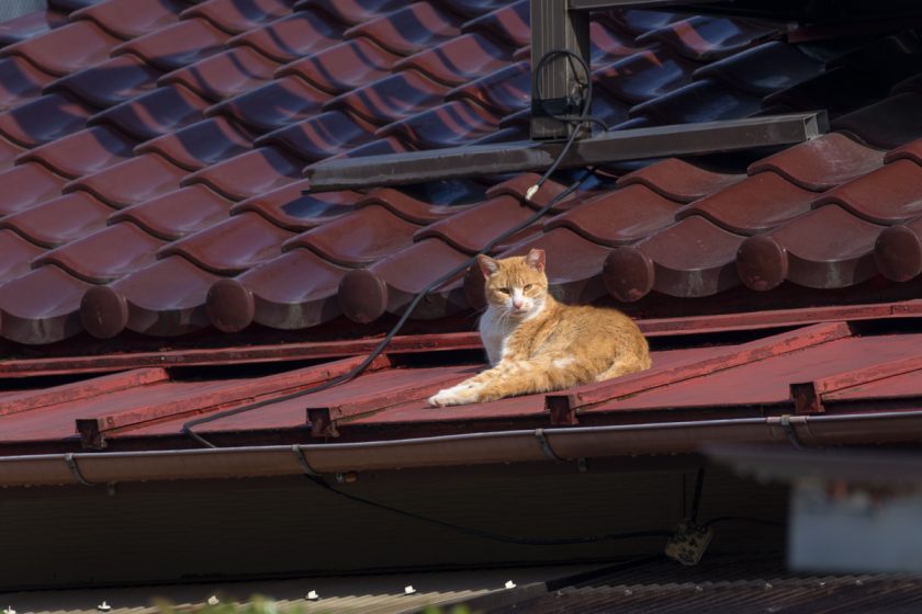 八王子市の猫