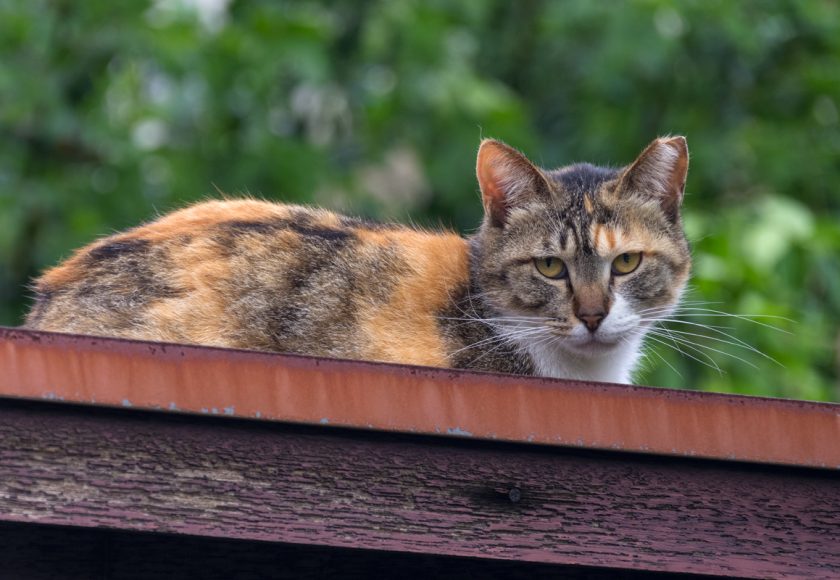 八王子市の猫