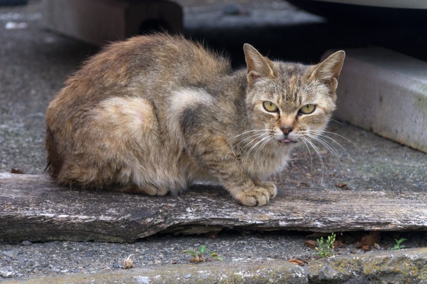 所沢市の猫