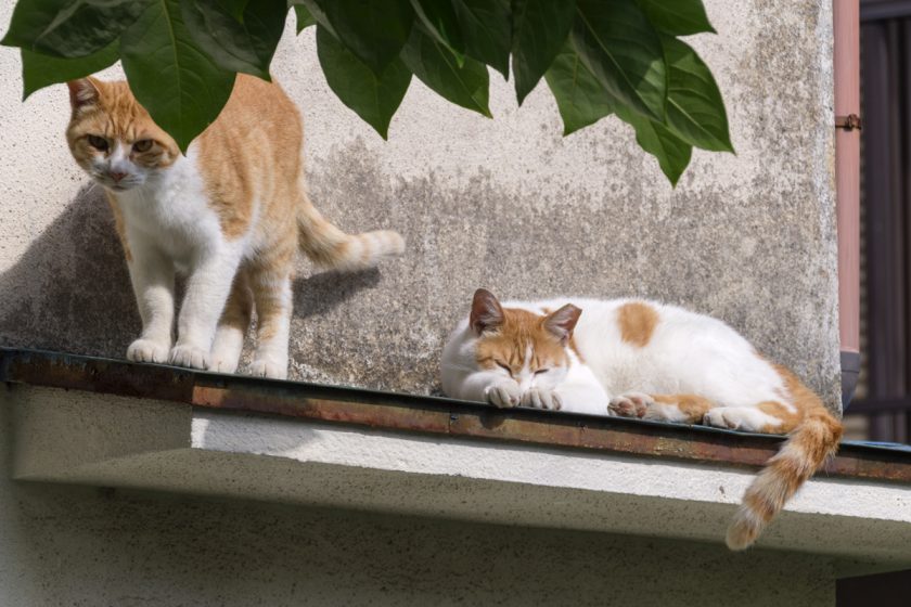 日野市の猫