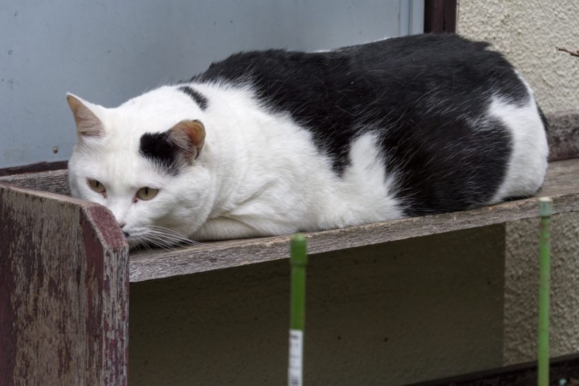 立川市の猫