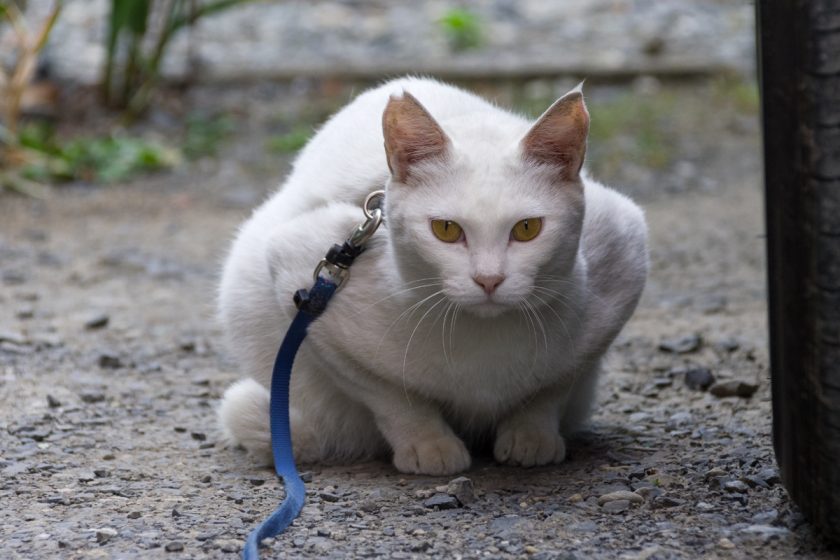 立川市の猫