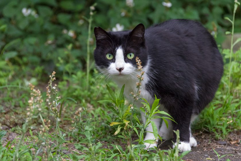 立川市の猫