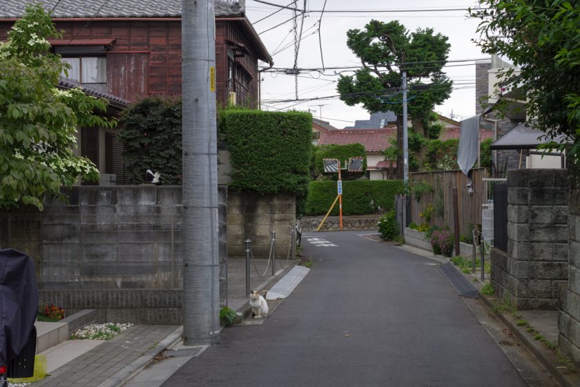 立川市の猫