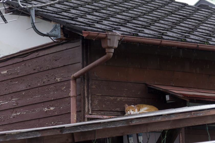 昭島市の猫