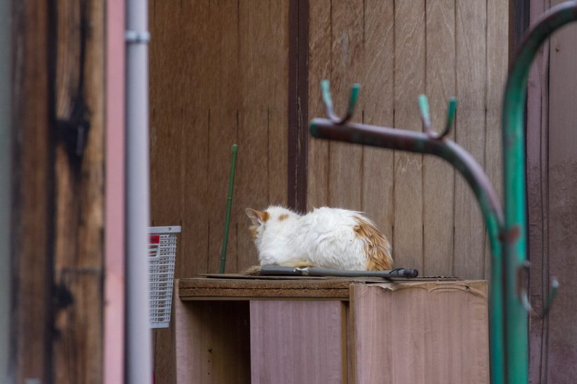 昭島市の猫