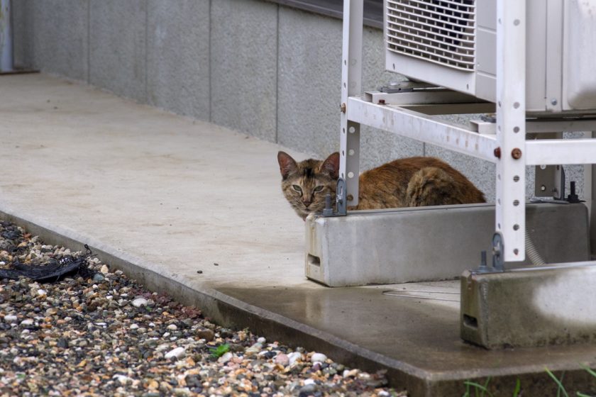 昭島市の猫