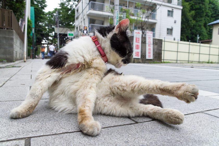 府中市の猫