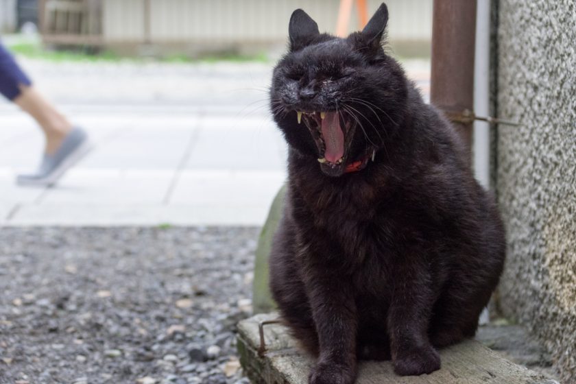 府中市の猫