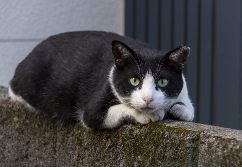 日野市の猫