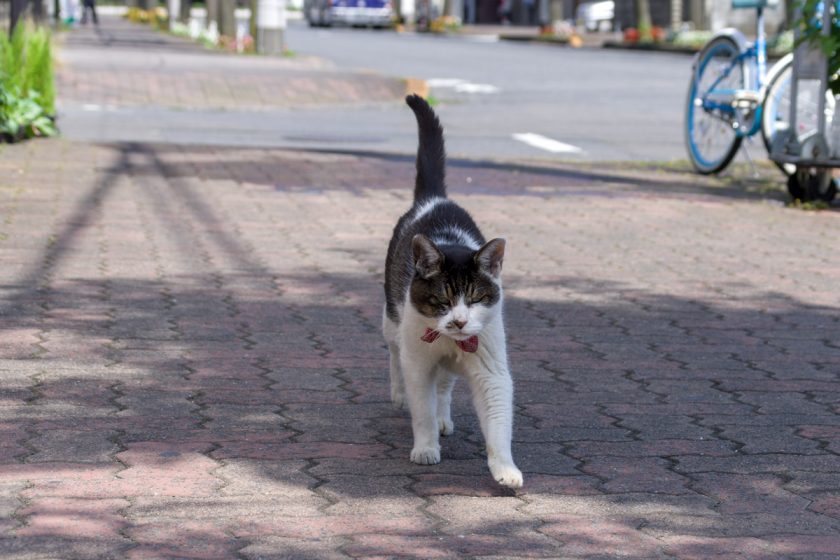 羽村市の猫