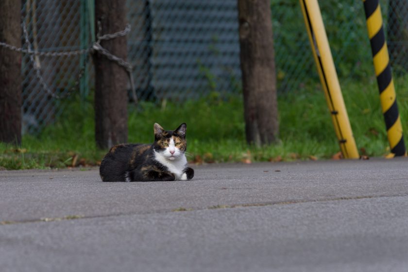 北斗市の猫