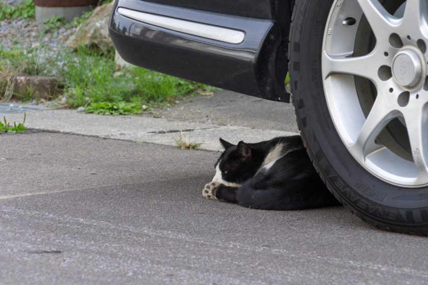 北斗市の猫