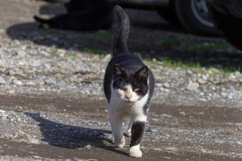 三浦市の猫