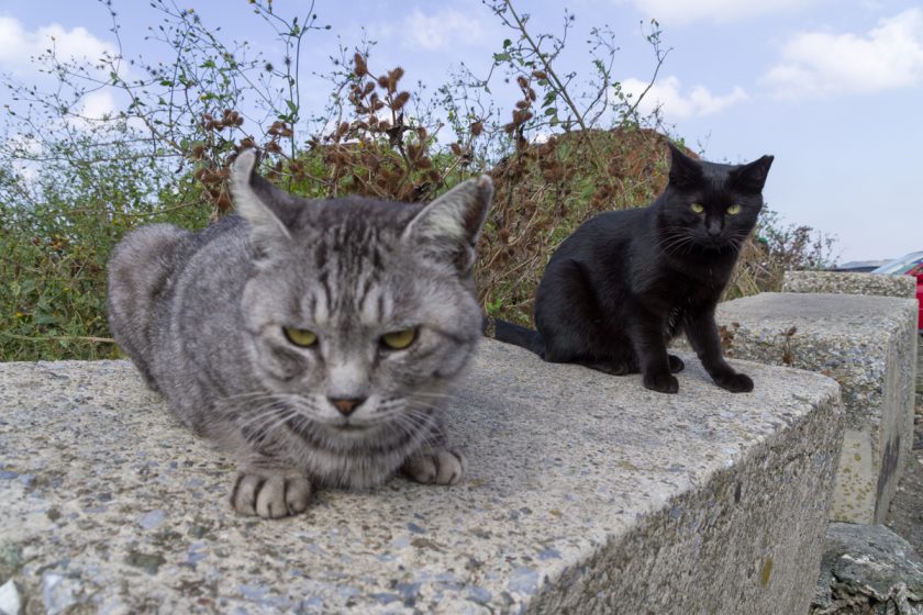 三浦市の猫