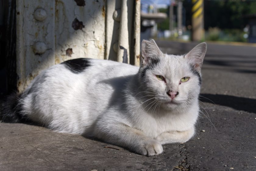 川崎市の猫