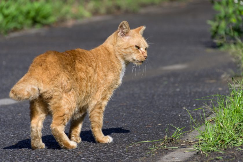 川崎市の猫