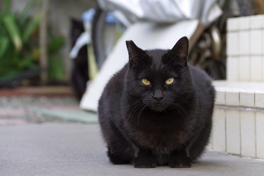 立川市の猫