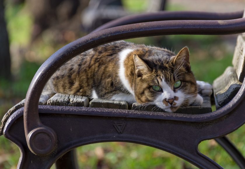 立川市の猫