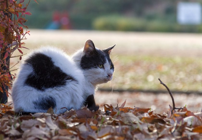 八王子市の猫