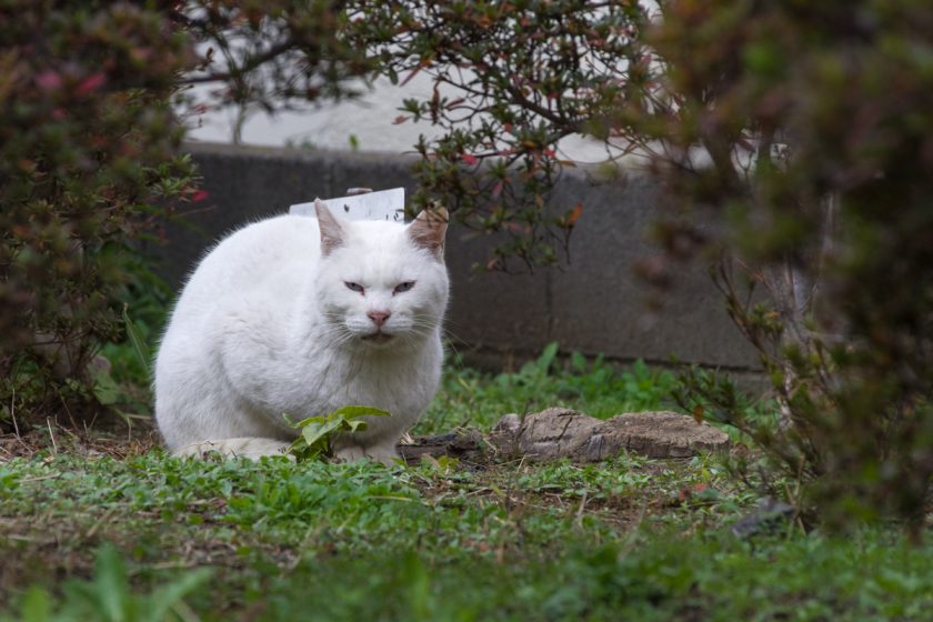 渋谷区の猫