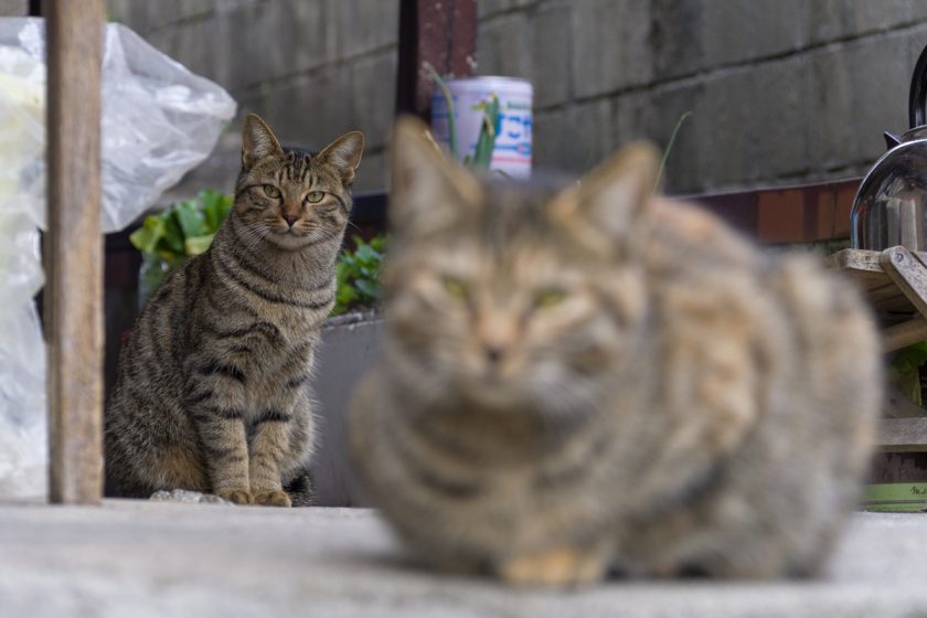 名古屋市の猫