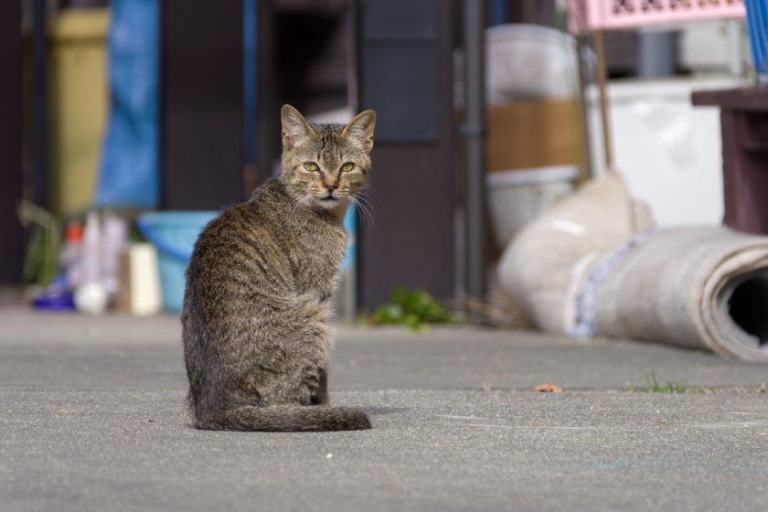 名古屋市の猫