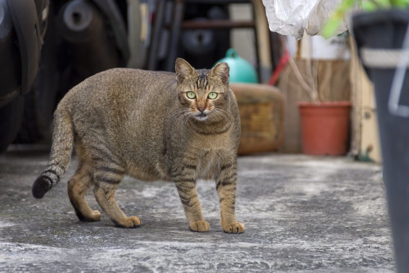琉球郷の猫
