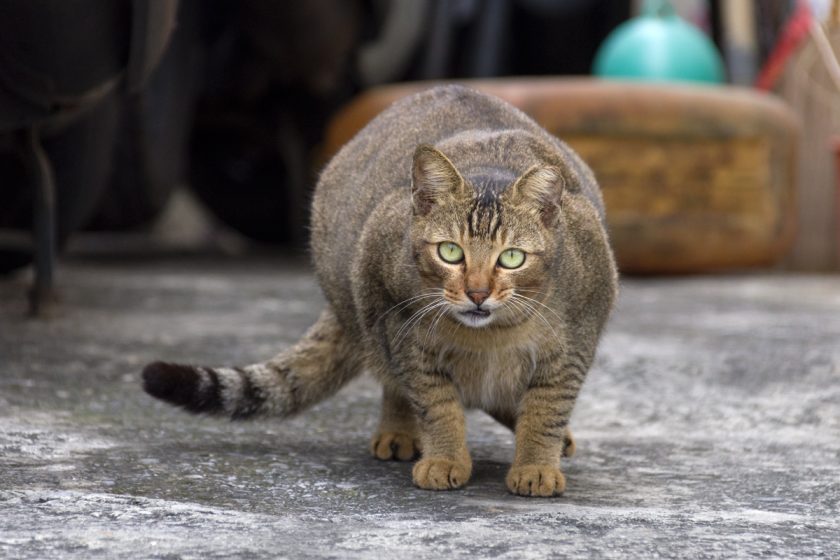 琉球郷の猫