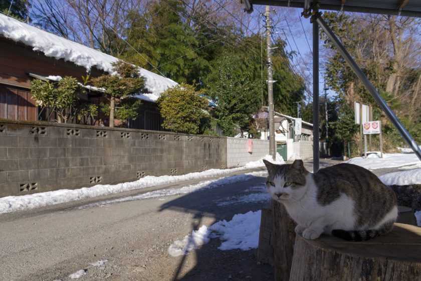 国立市の猫