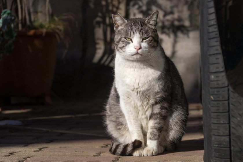 立川市の猫