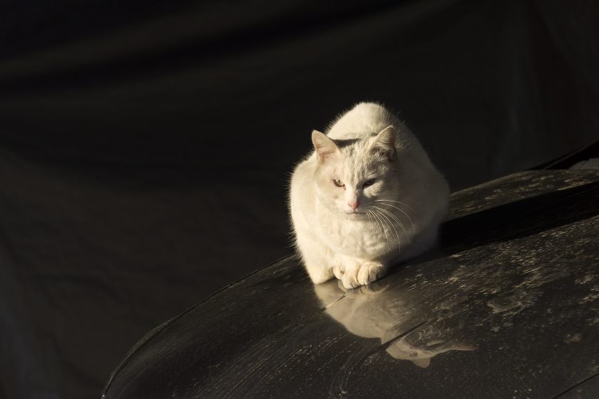 川崎市の猫