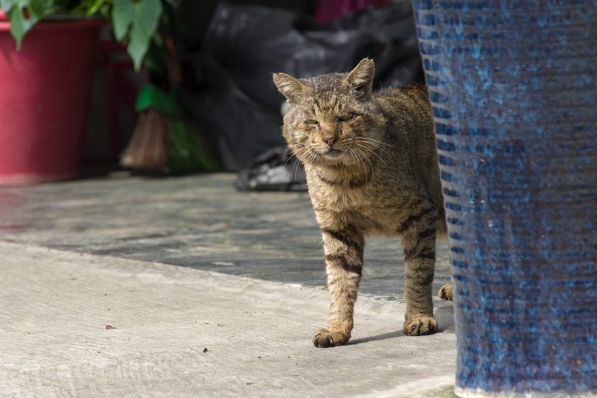 枋寮郷の猫