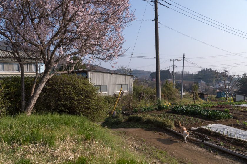 日高市の猫