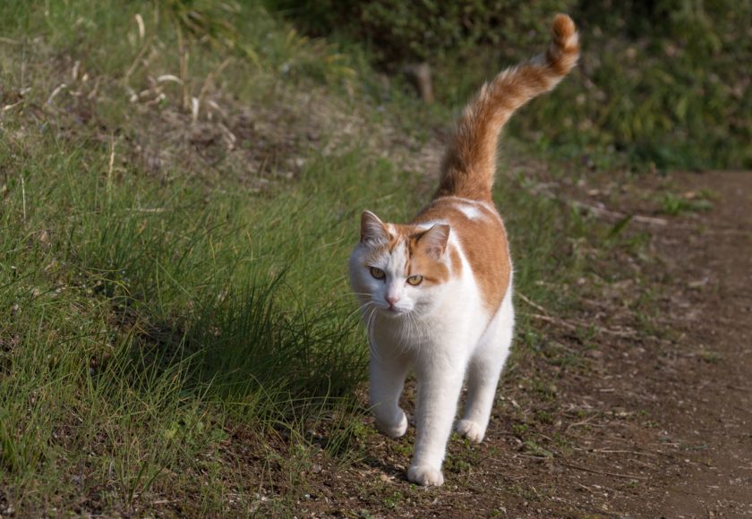 日高市の猫