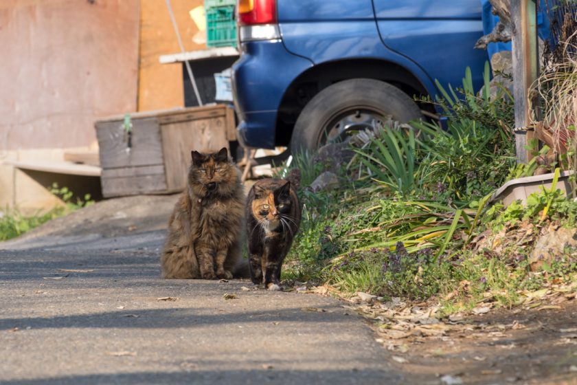 日高市の猫