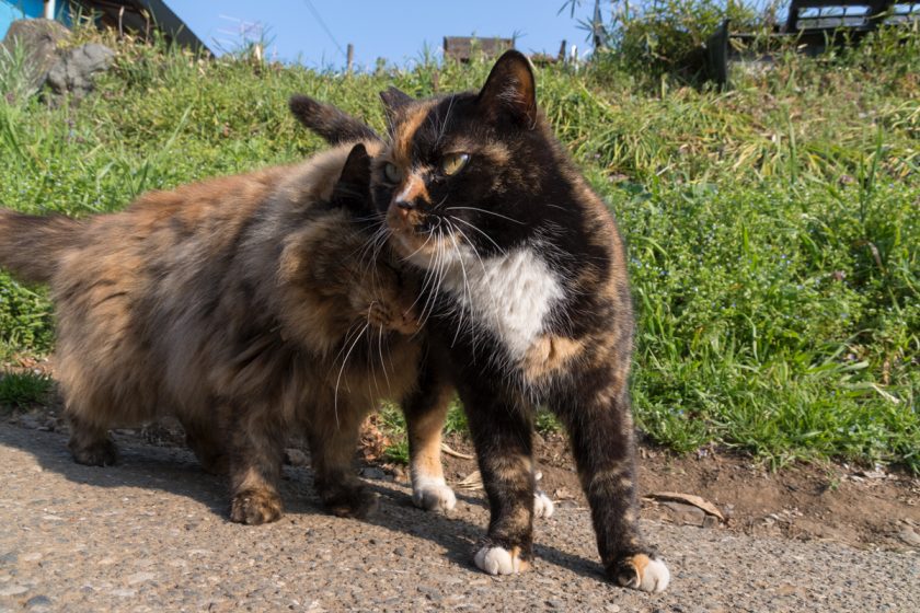 日高市の猫