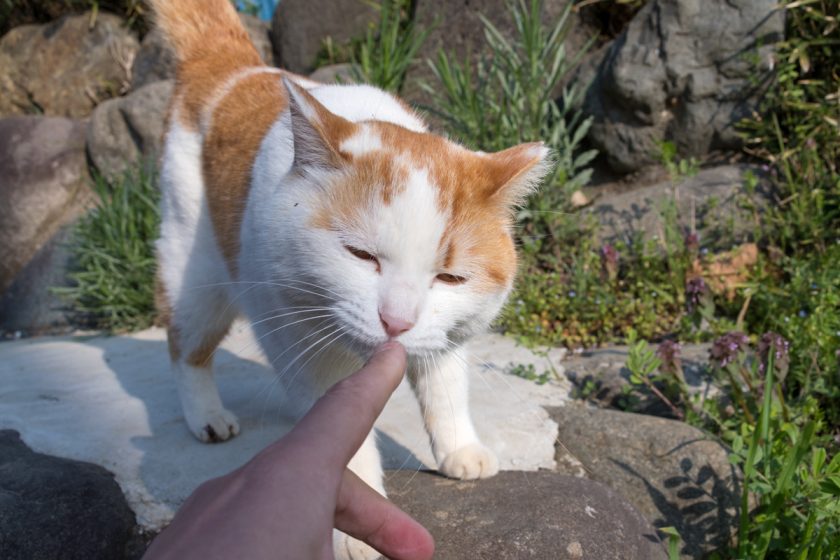 日高市の猫