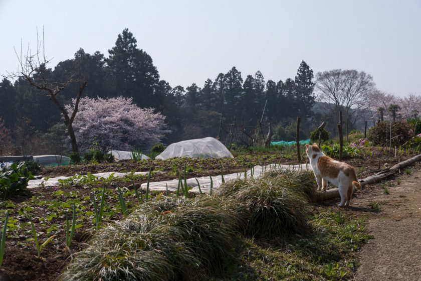 日高市の猫