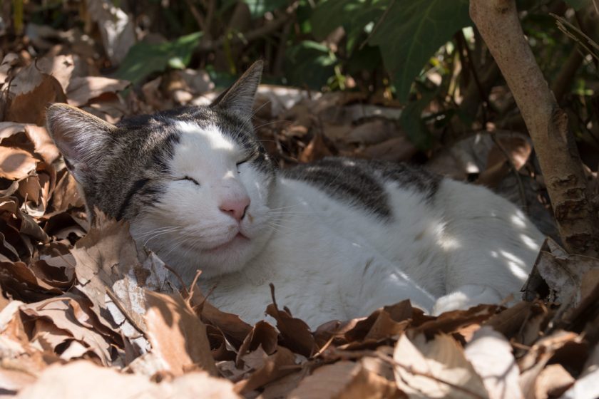 多摩市の猫