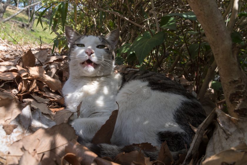 多摩市の猫