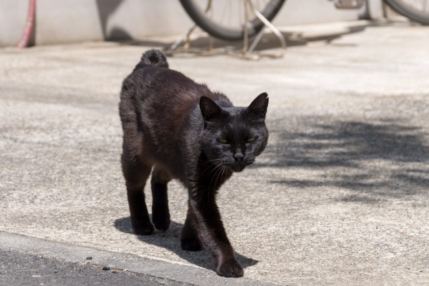 調布市の猫