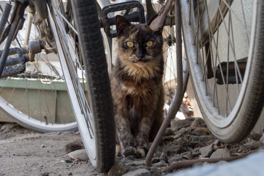 調布市の猫