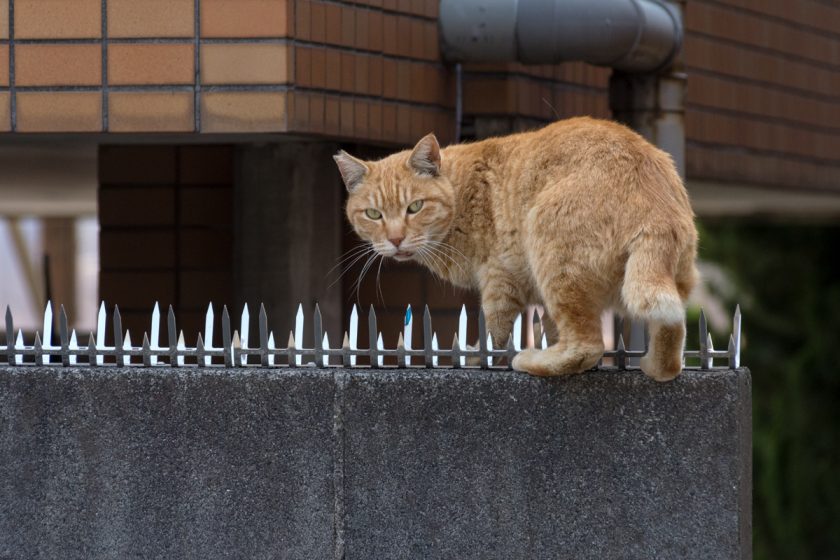 調布市の猫