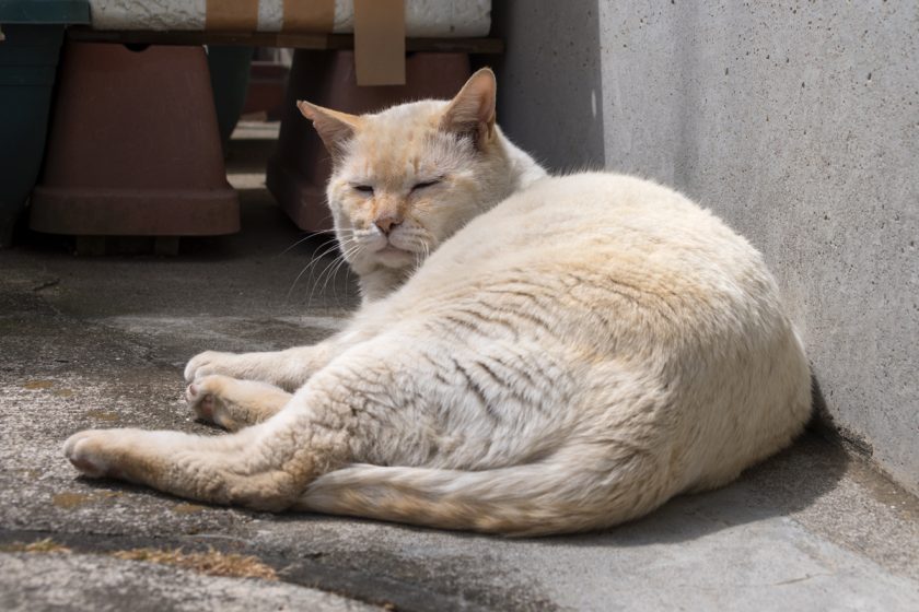 川崎市の猫