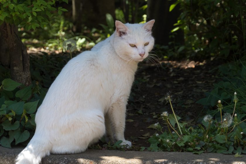 川崎市の猫