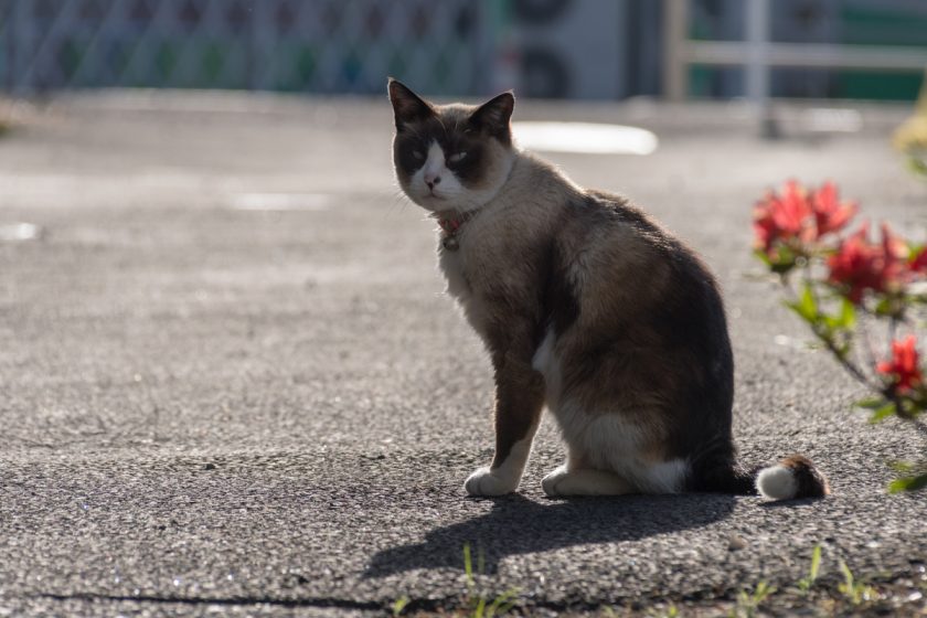 昭島市の猫