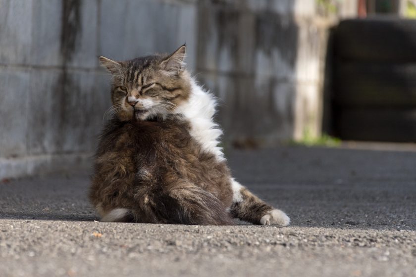 あきる野市の猫