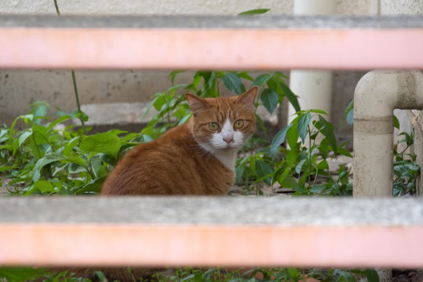 日野市の猫