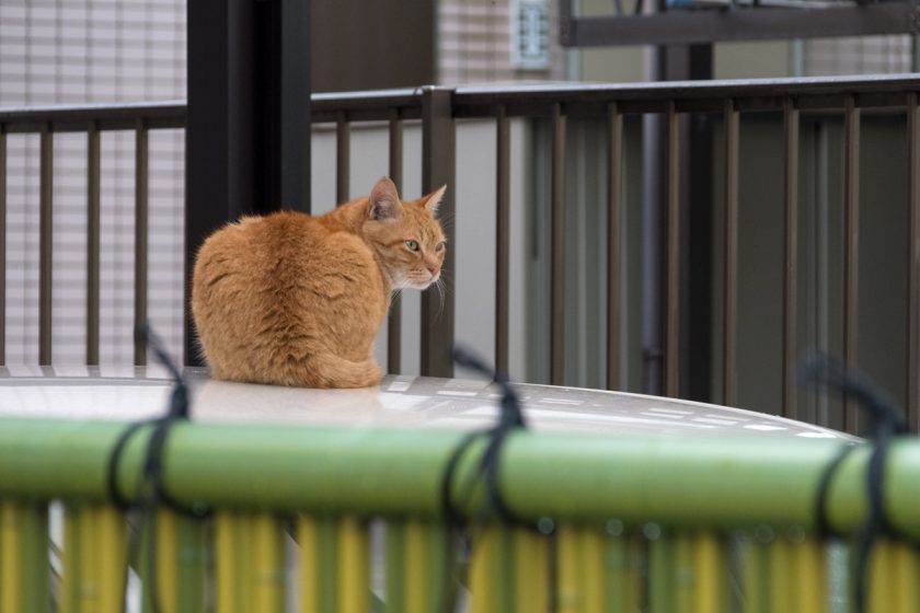 日野市の猫